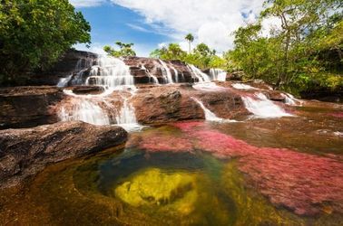 Le Caño Cristales, la rivière aux 5 couleurs