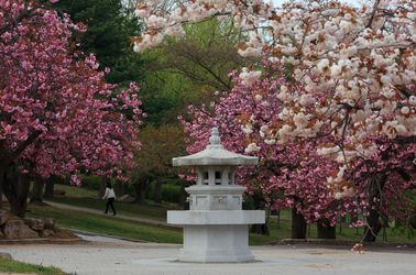 Les cerisiers du temple Bulguksa