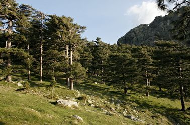 Pins laricio, aiguilles de Bavella 