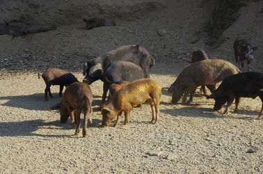 Cochon noir de Corse