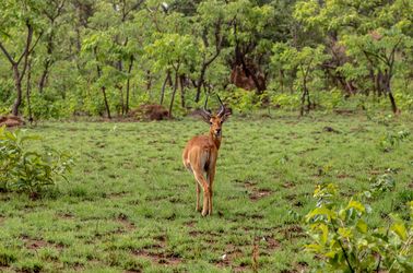 Cob du parc national de Comoé