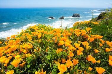 Pavots de Californie 