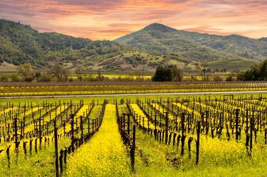Vignobles de Napa Valley 