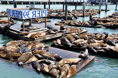 Lions de mer à San Francisco 