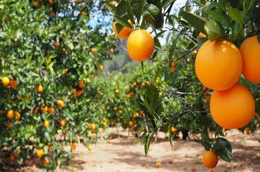 Les orangers de la région de Murcie