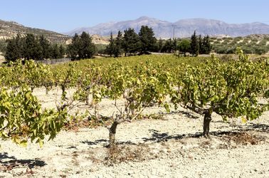 Vignobles de la région de Héraklion