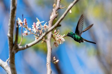L'Émeraude de Ricord