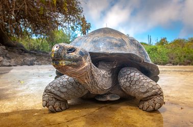 Tortue dans les Îles Galápagos