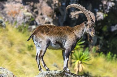 Bouquetin d'Abyssinie (Walia ibex)