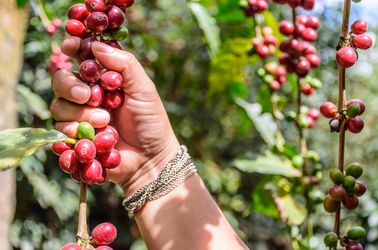 Plantations de café