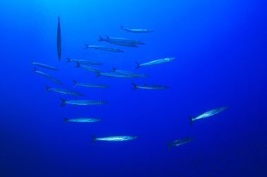 Barracudas