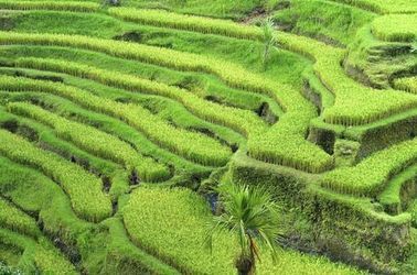 Rizières près d'Ubud, Bali