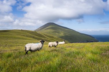 Des moutons sur l'île d'Achill