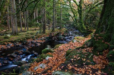 Forêt dans le parc de Killarney
