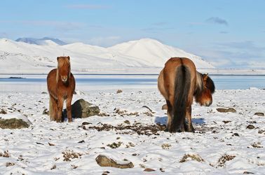 Le cheval islandais 