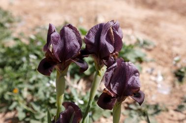 L'iris noir, fleur nationale de la Jordanie 