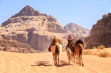 Chameaux dans le Wadi Rum