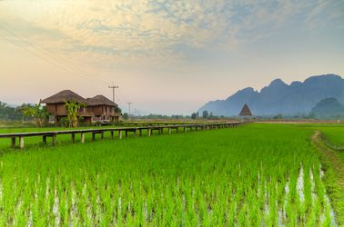 Les rizières Vang Vieng
