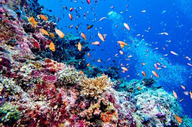 Coraux marins