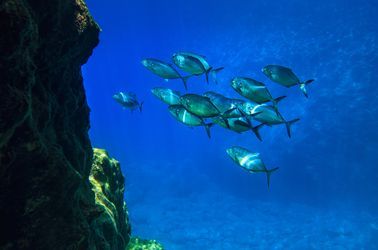 Les fonds marins de Gozo