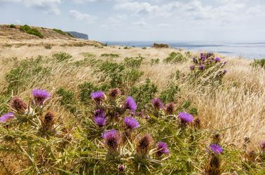 Champs vers la baie de Xlendi 