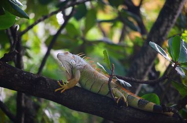 Iguane sur l'île Chancel 
