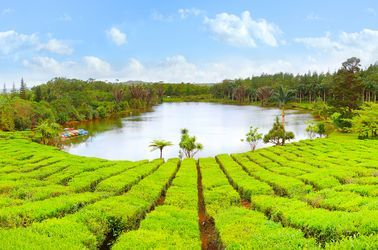 Plantation de thé à Bois Chéri 