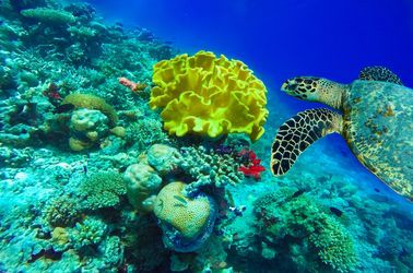 Barrière de corail et ses poissons colorés