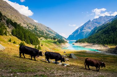 Vaches de la vallée d'Aoste