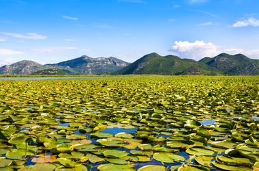 Nénuphars du lac de Skadar