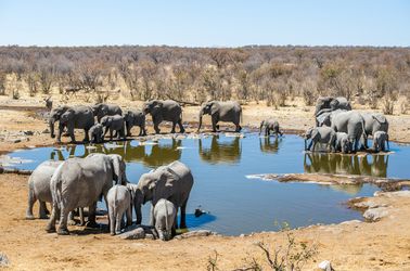 Le parc national d'Etosha