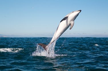 Dauphins sur les côtes de Kaikoura