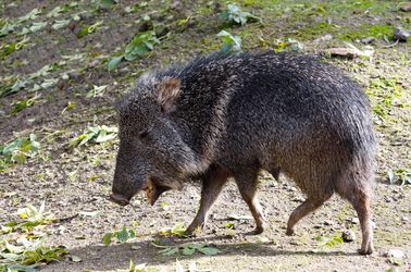 Pécari du Chaco