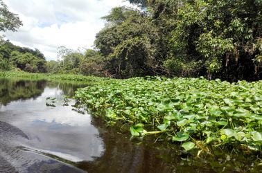Réserve nationale Pacaya Samiria