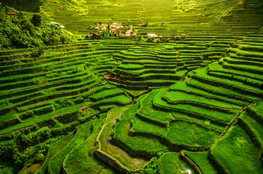 Les rizières de Luzon