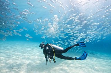 Faune marine sur l'île de Palawan