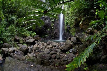 La jungle de Raiatea