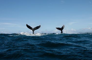 Baleines à bosse dans la péninsule de Samana