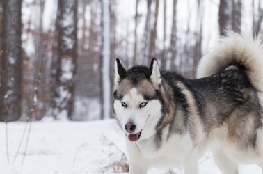 Le husky de Sibérie