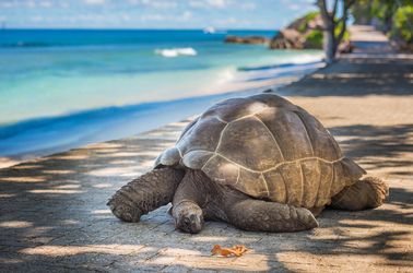 Les tortues de l'île Curieuse
