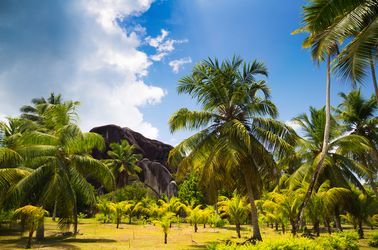 La cocoteraie de l'Union Estate à la Digue