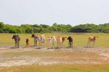 Jaffna & la Province Nord