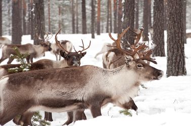 Rennes de Laponie suédoise