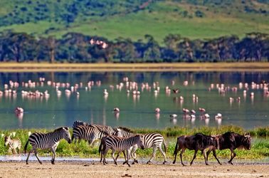 Zone de conservation du Ngorongoro