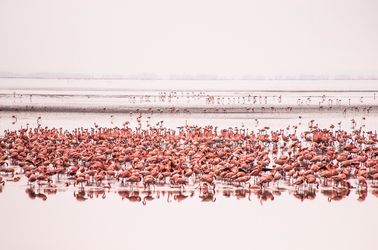 Flamants roses du parc national de Manyara