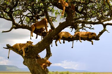 Parc national du Serengeti
