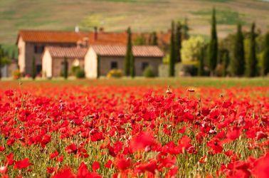 Champ de coquelicots
