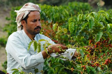 Plantations de café à Taiz