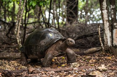 Tortues géantes d'Aldabra