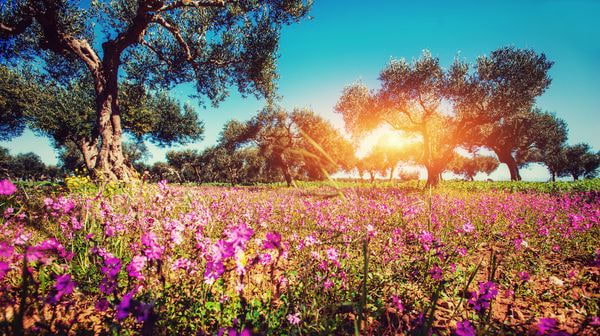 photo The inland wilderness